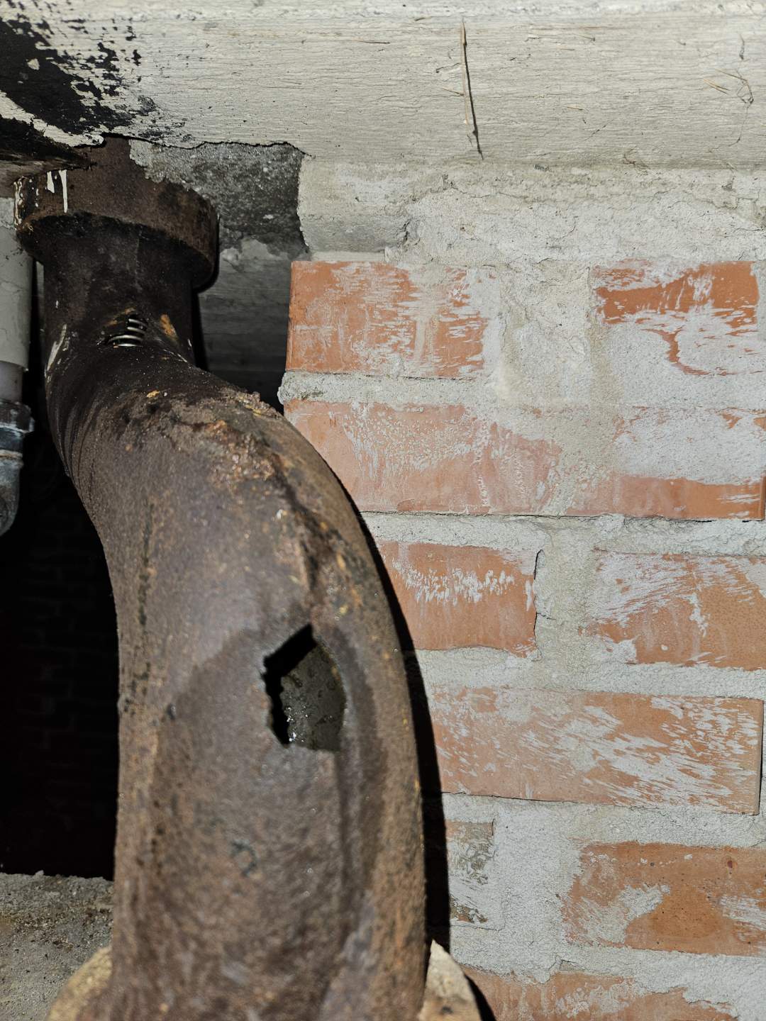 Faldsstsamme med revne og tydeligt fugt.